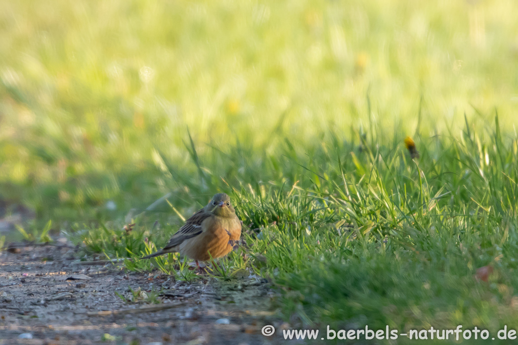 Ortolan