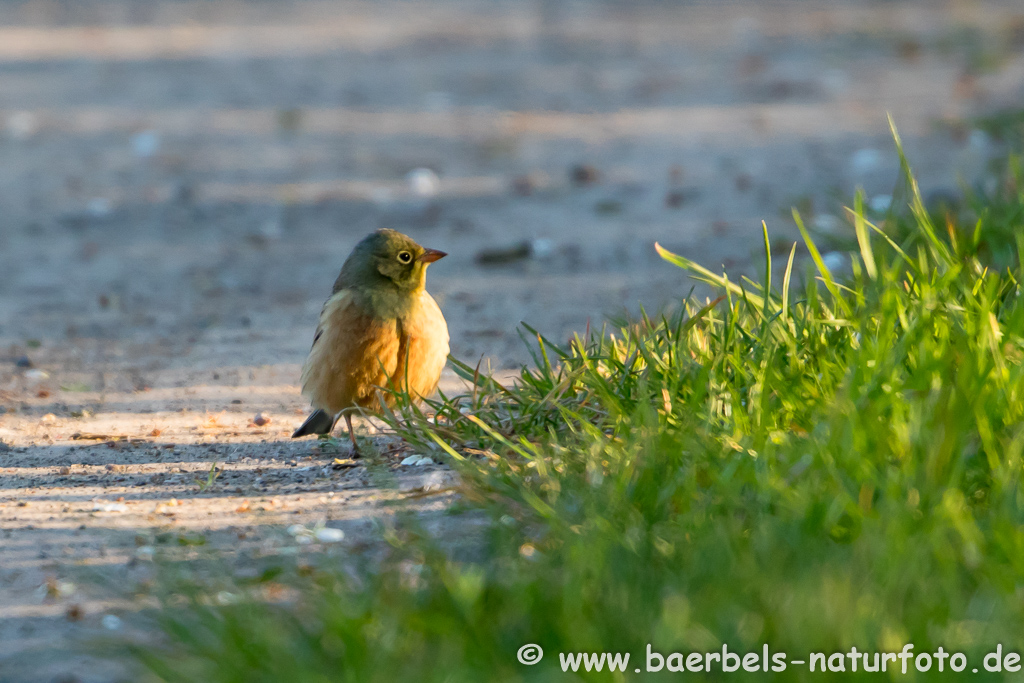 Ortolan