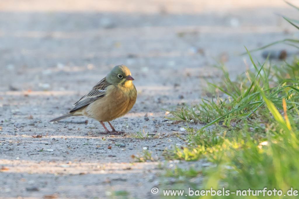 Ortolan