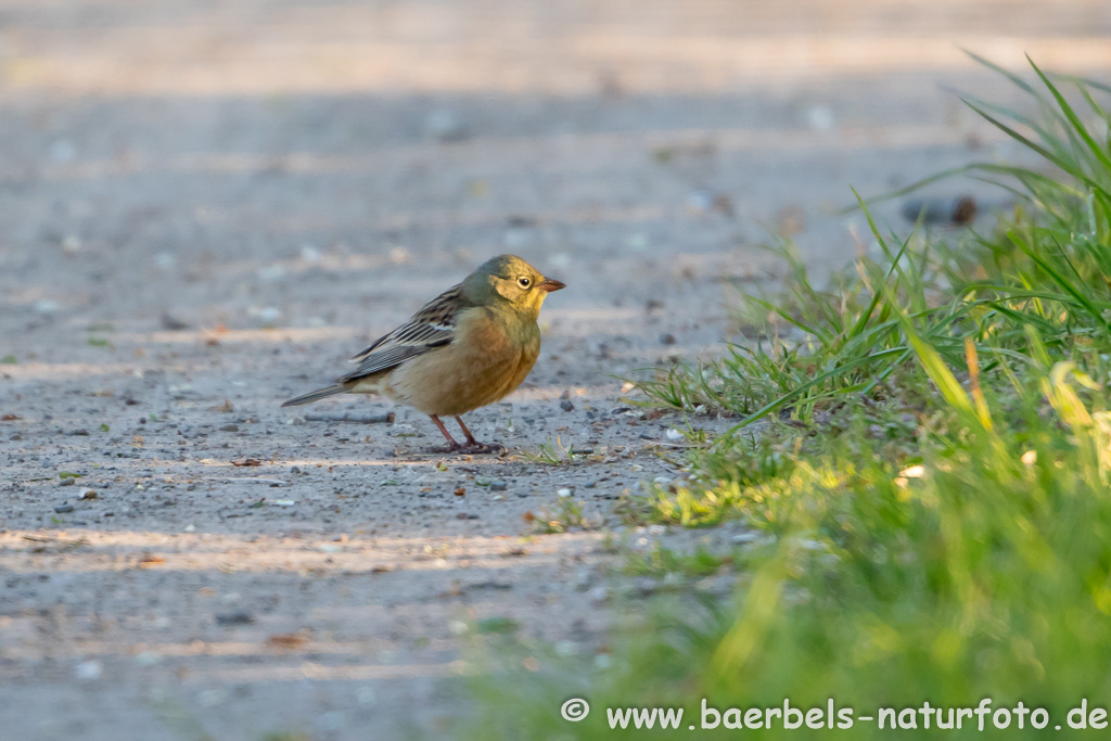 Ortolan