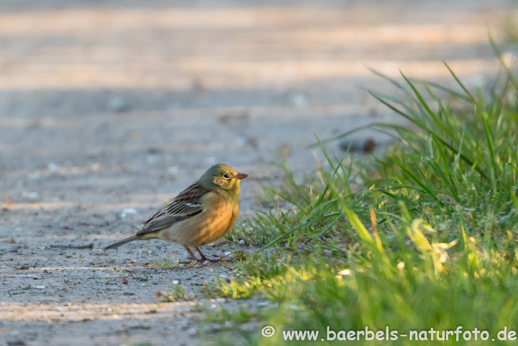 Ortolan