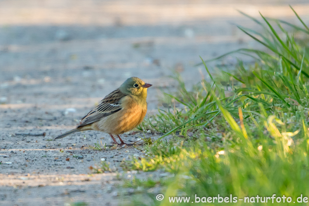 Ortolan