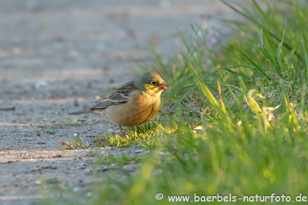 Ortolan