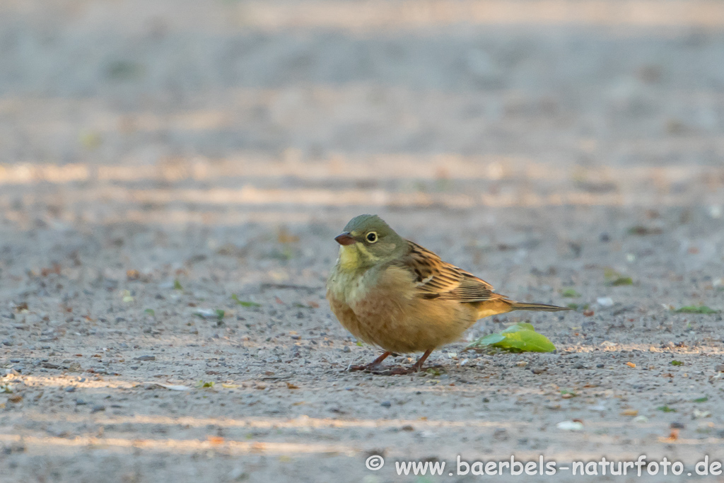 Ortolan