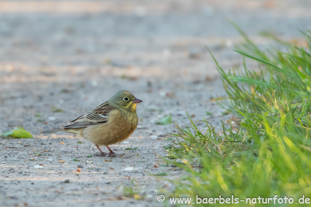 Ortolan