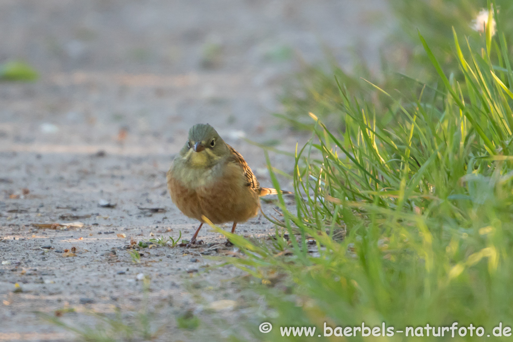 Ortolan