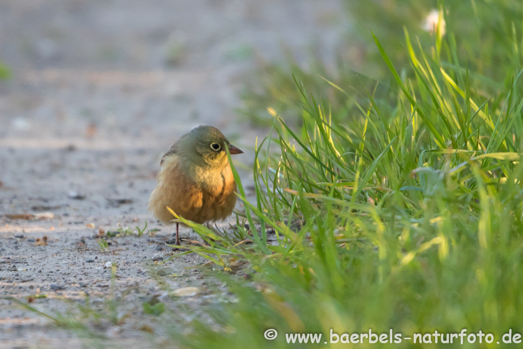 Ortolan