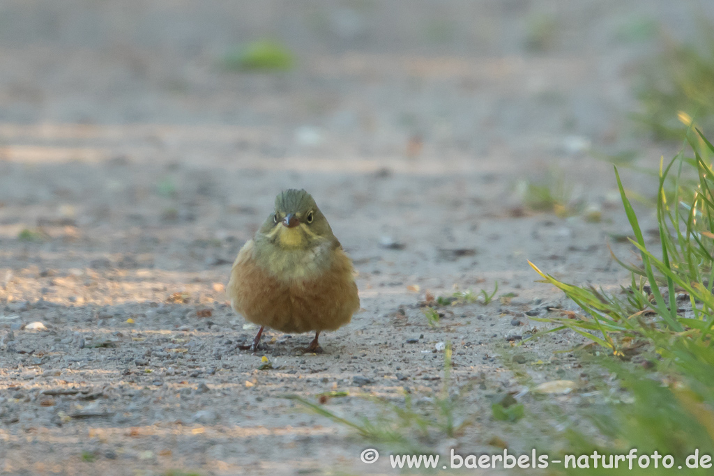 Ortolan