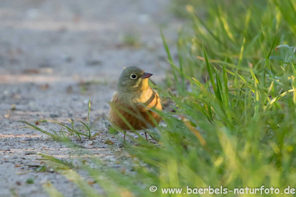 Ortolan