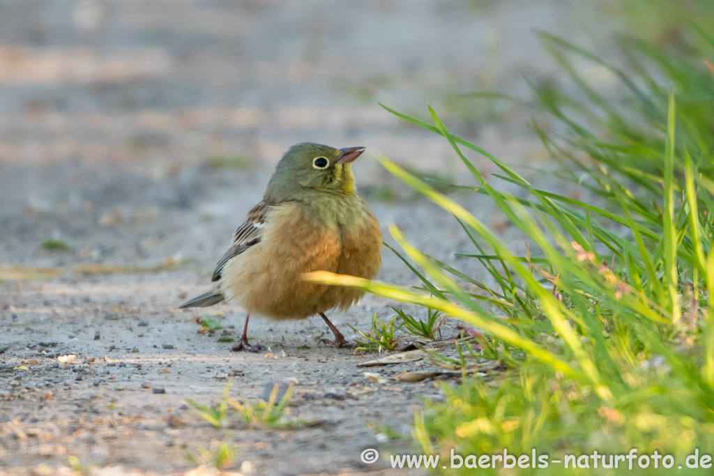 Ortolan