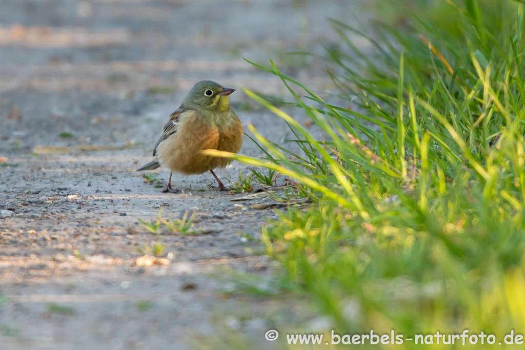 Ortolan