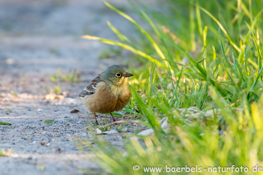 Ortolan