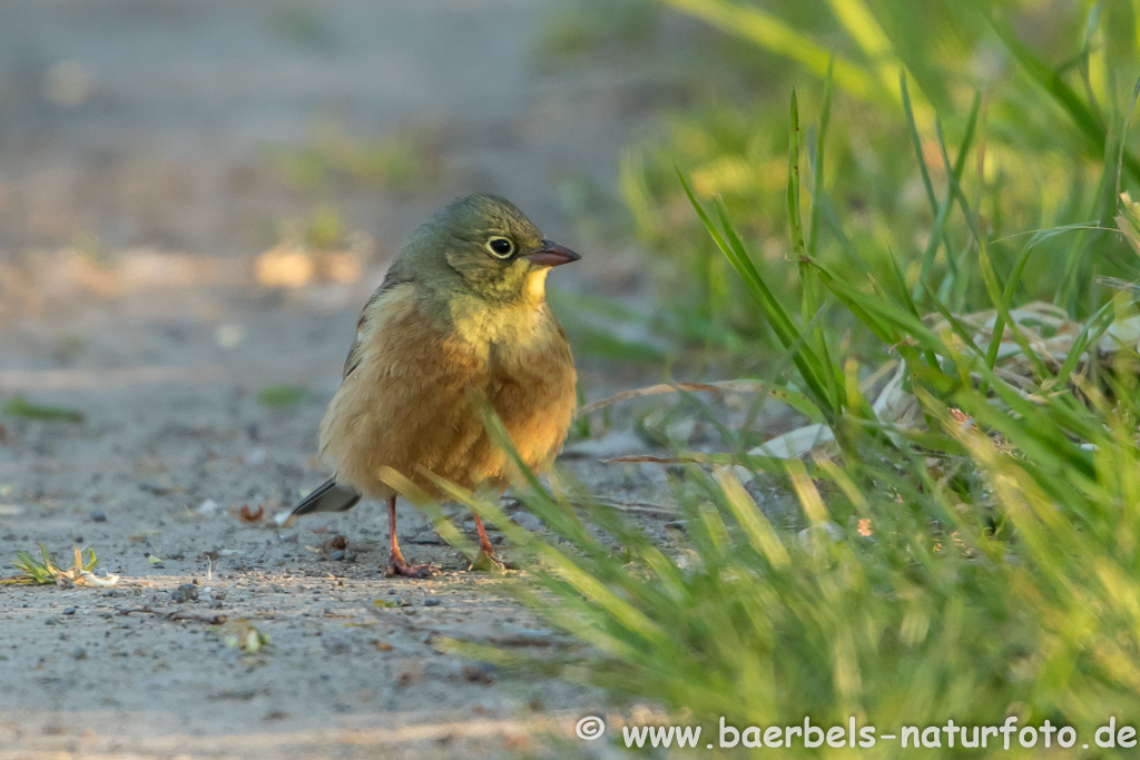 Ortolan