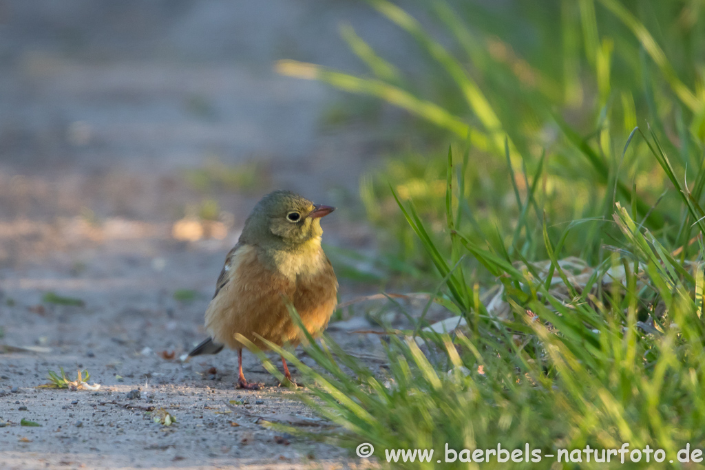 Ortolan