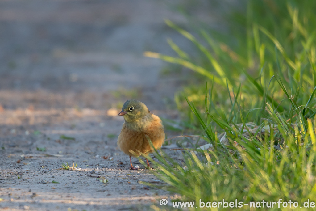 Ortolan