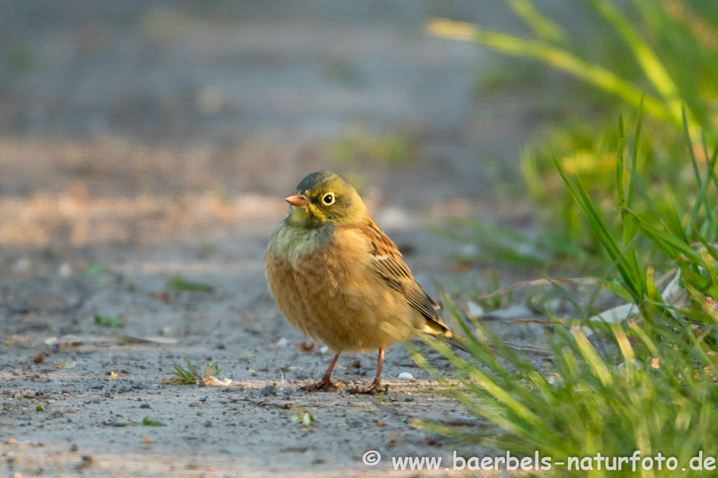 Ortolan