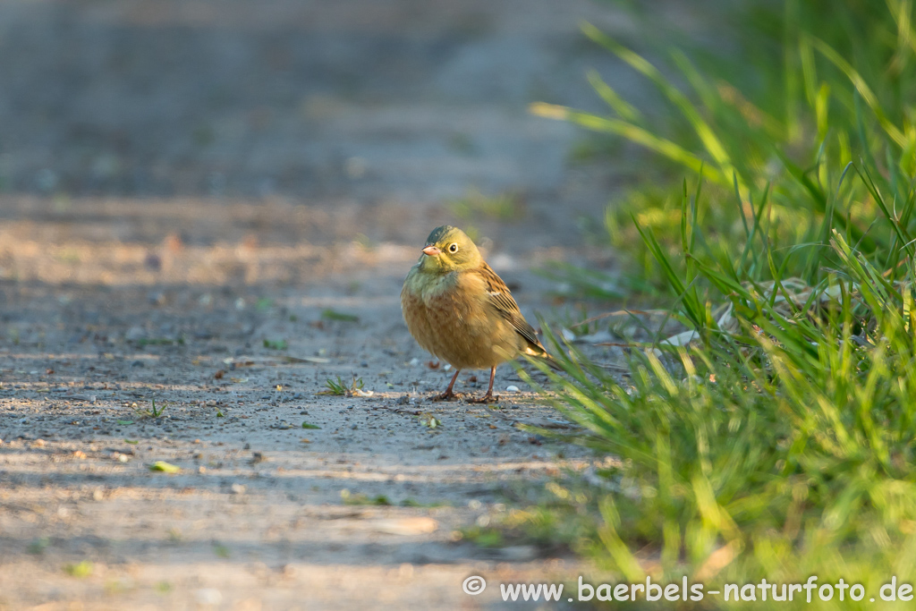 Ortolan