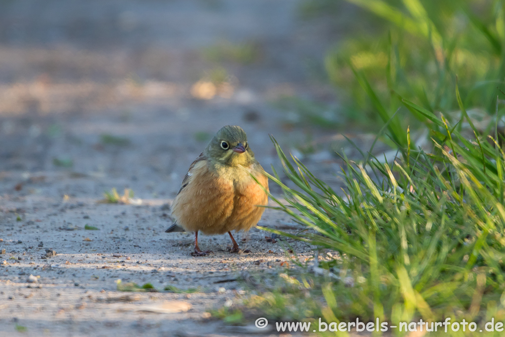 Ortolan