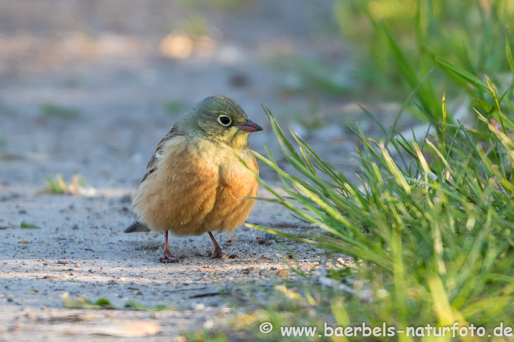 Ortolan