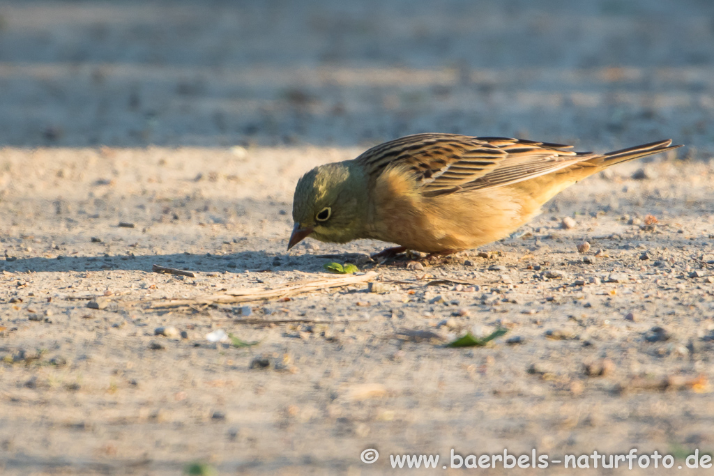 Ortolan