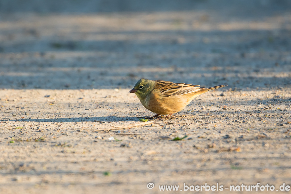 Ortolan