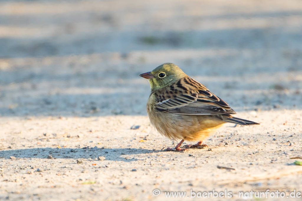 Ortolan