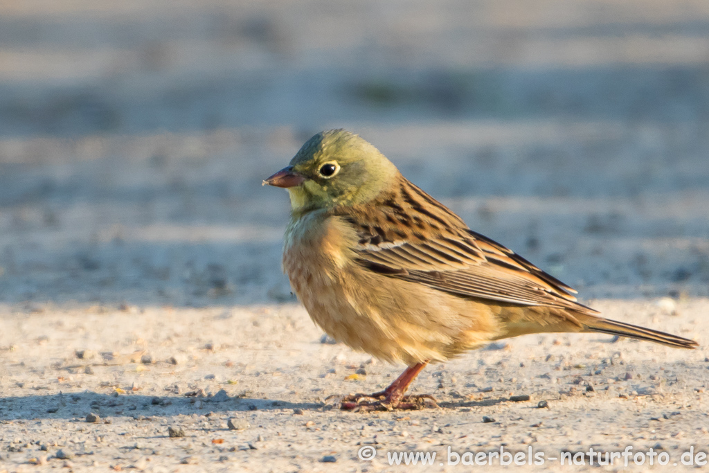 Ortolan