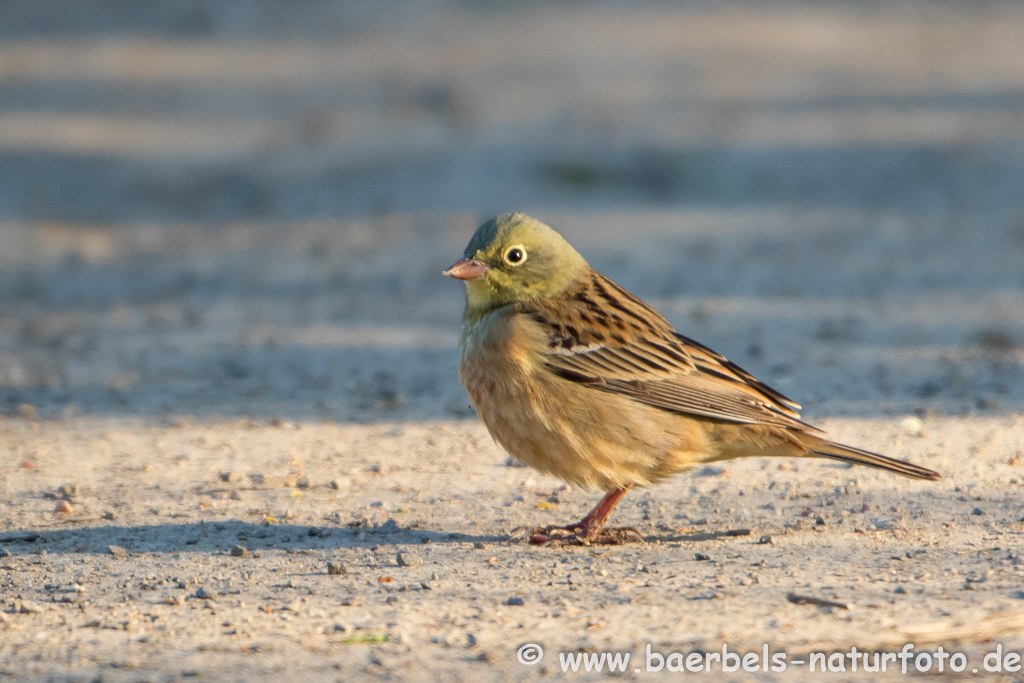 Ortolan