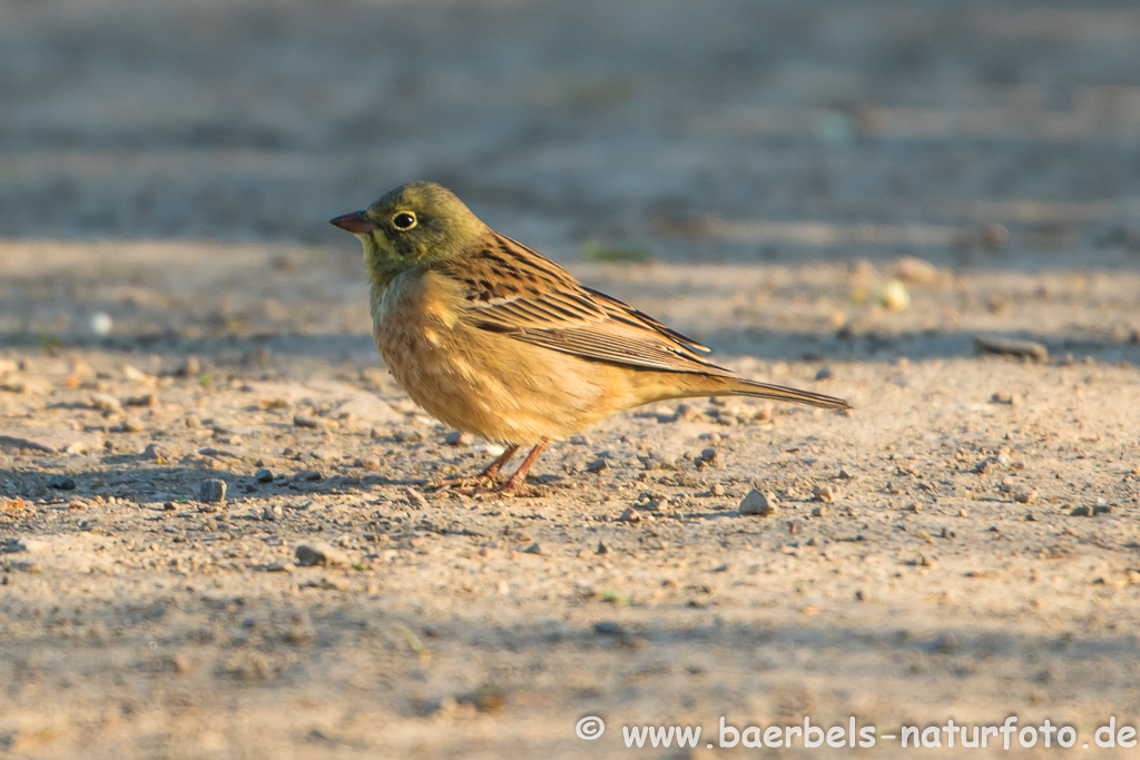 Ortolan