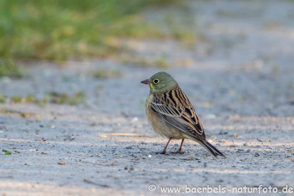 Ortolan