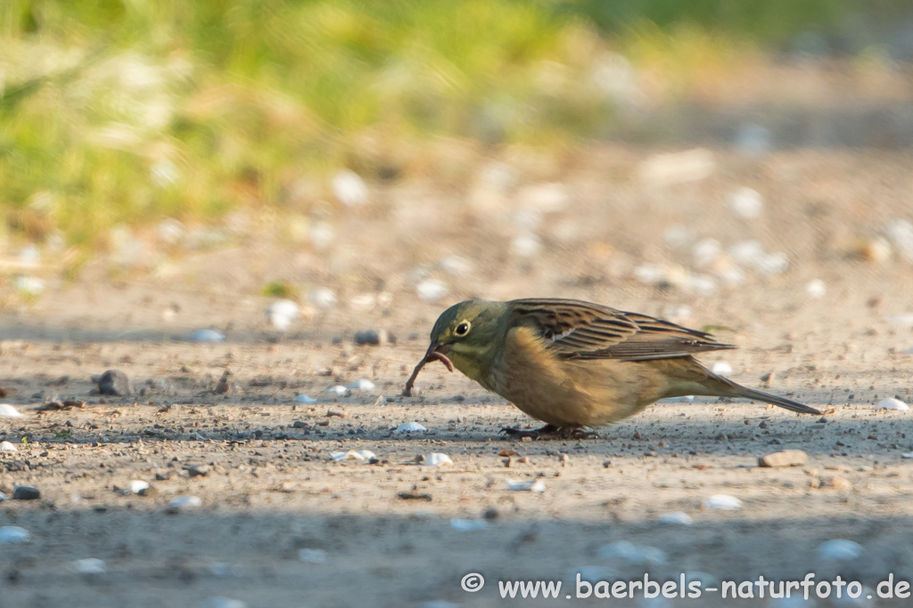 Ortolan