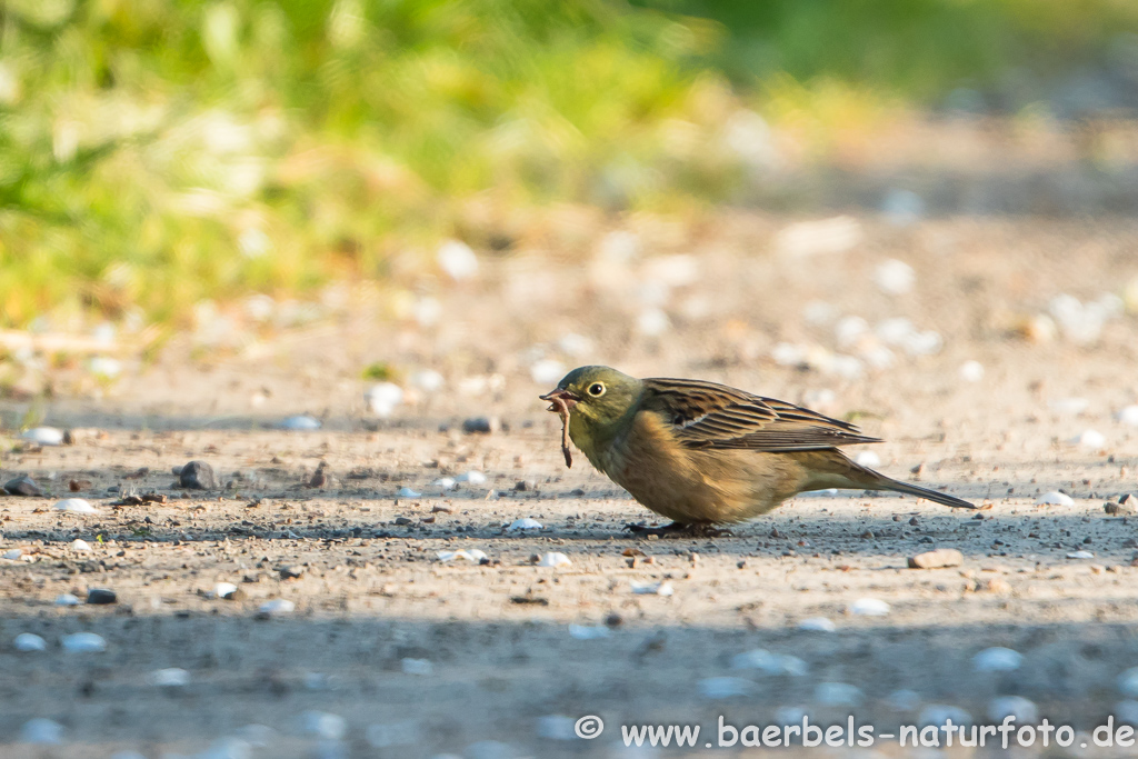 Ortolan