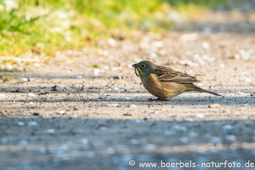 Ortolan