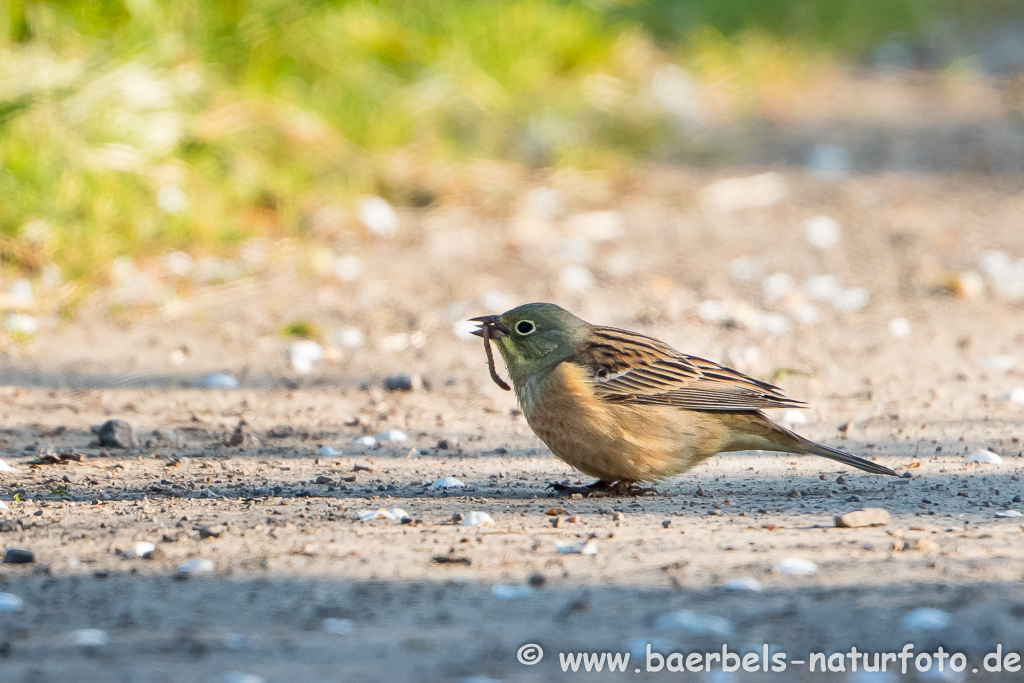 Ortolan