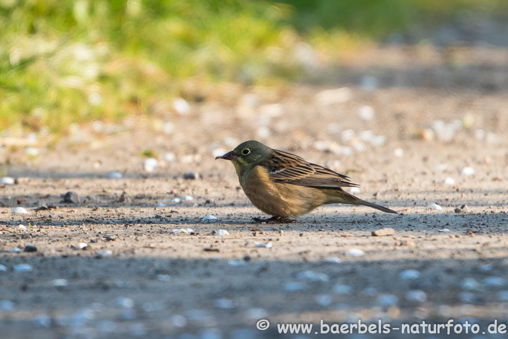 Ortolan