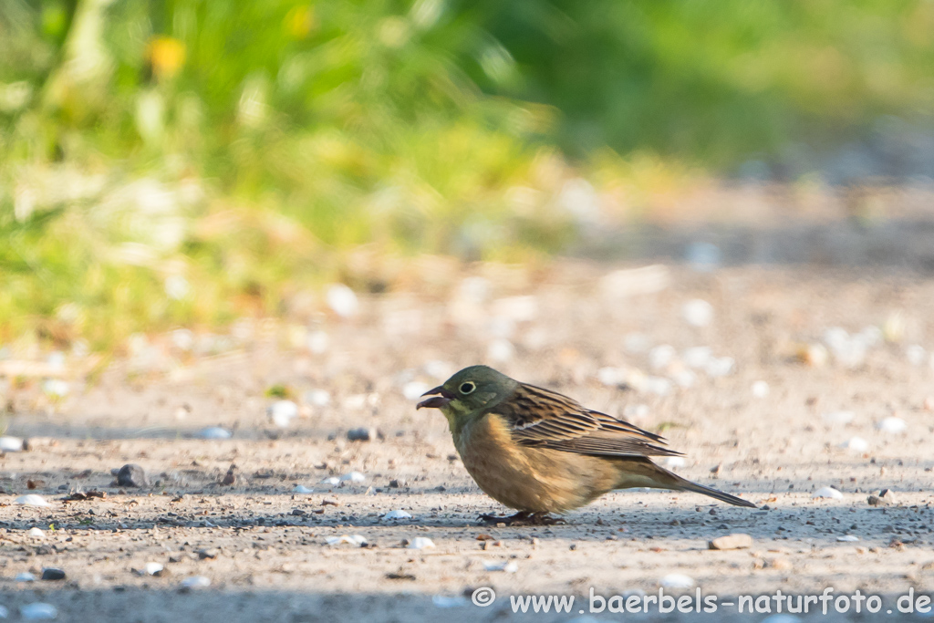 Ortolan