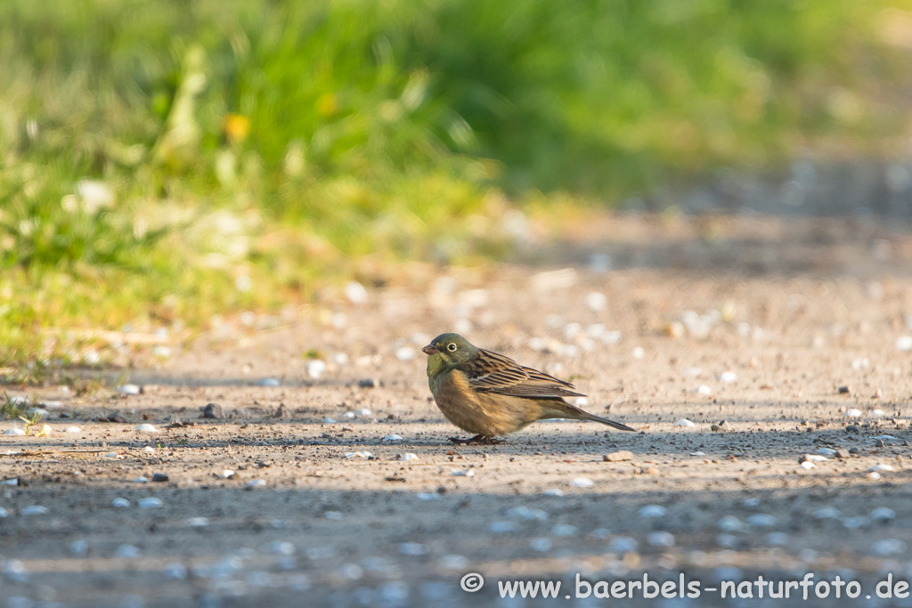 Ortolan