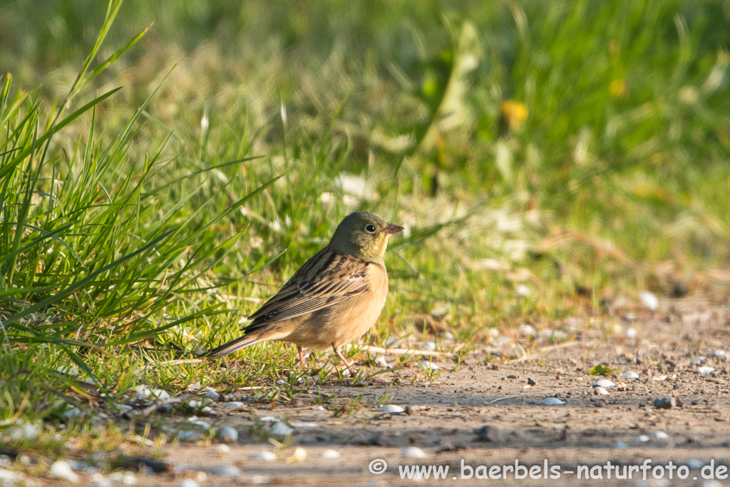 Ortolan