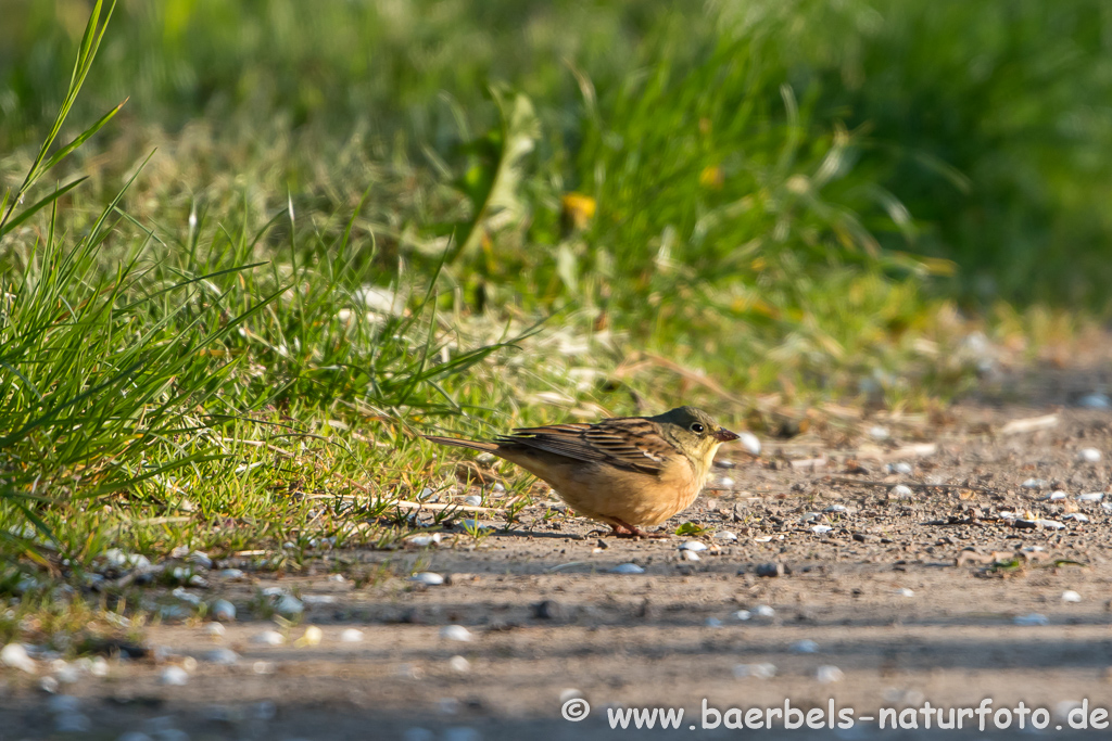 Ortolan