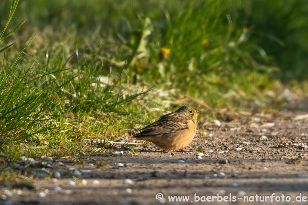 Ortolan