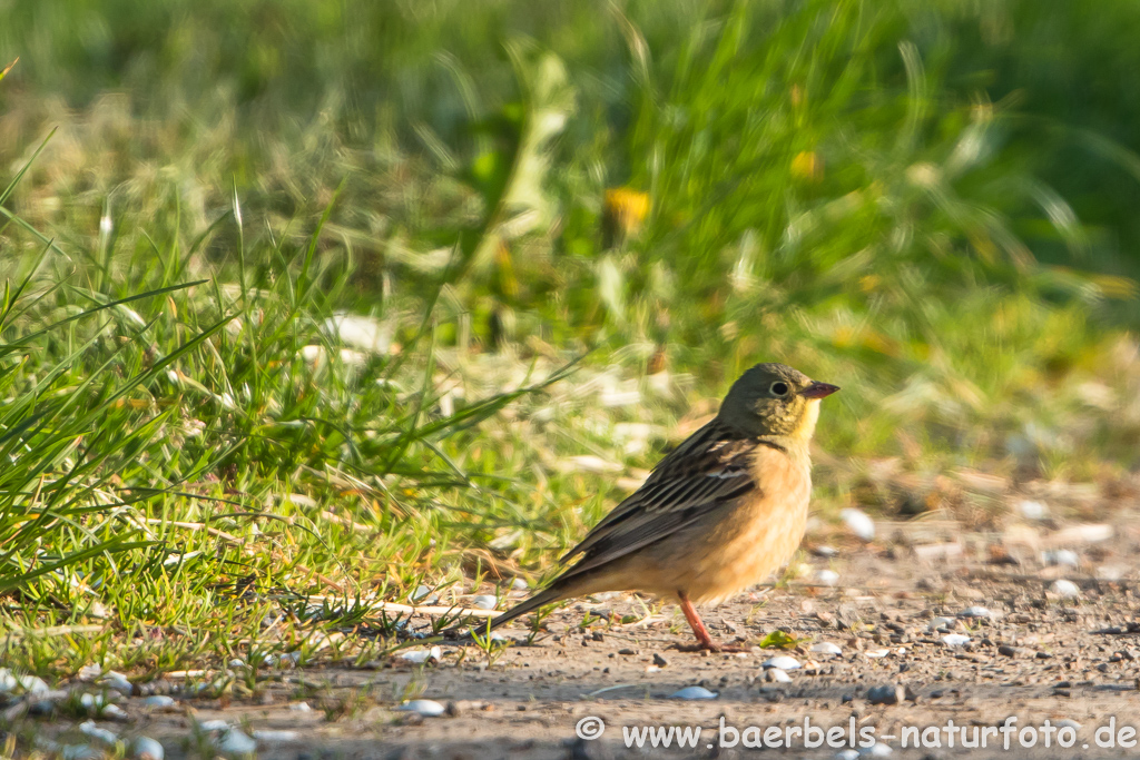 Ortolan