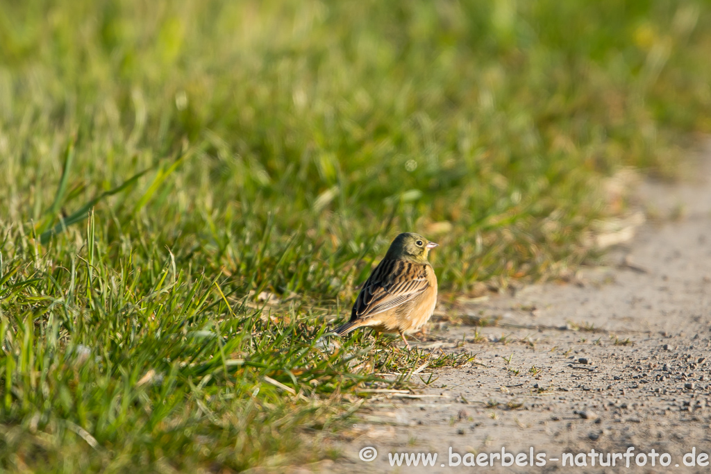 Ortolan