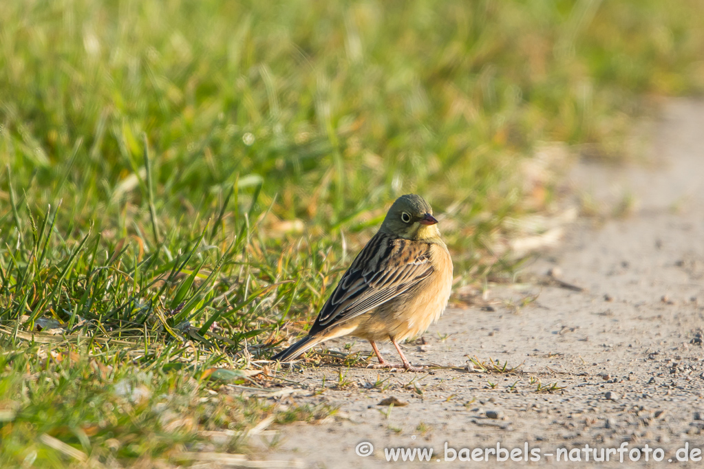 Ortolan