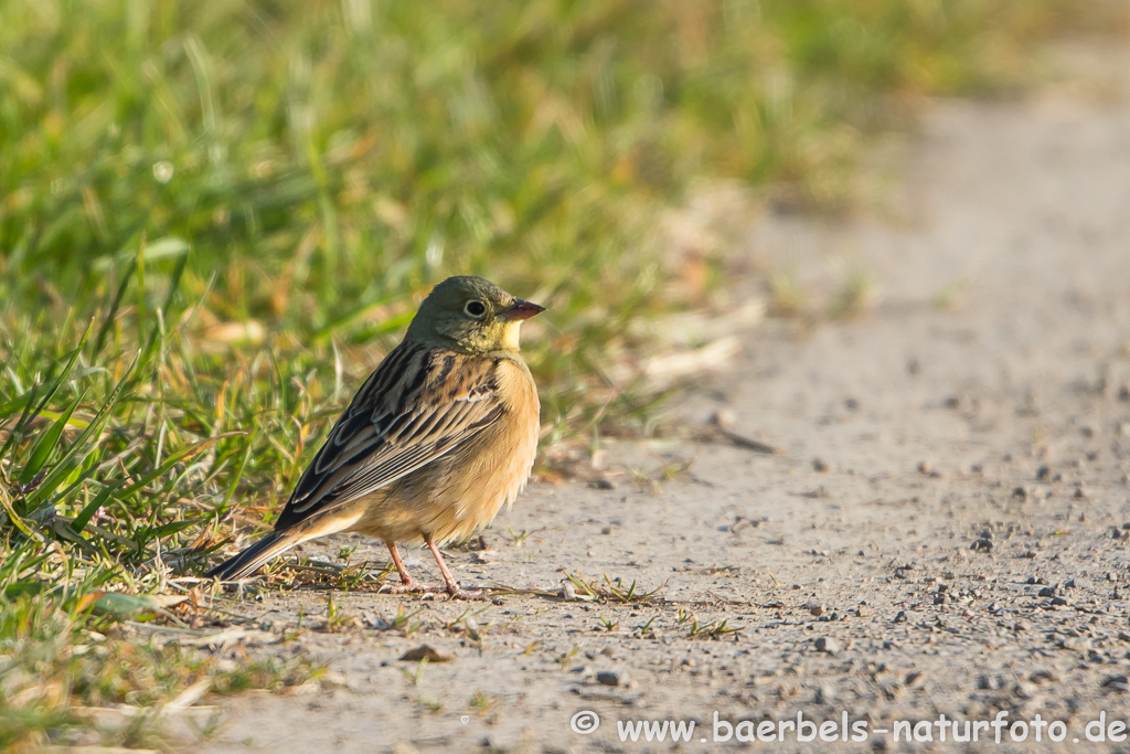 Ortolan