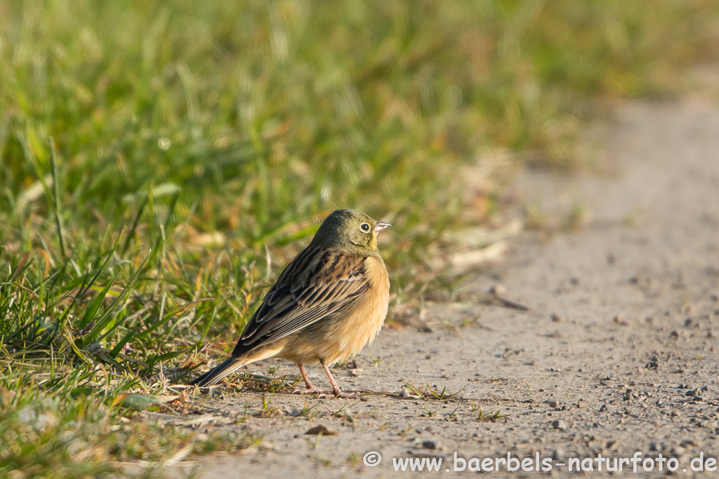 Ortolan