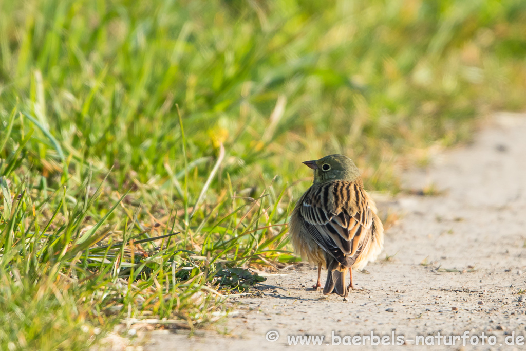 Ortolan