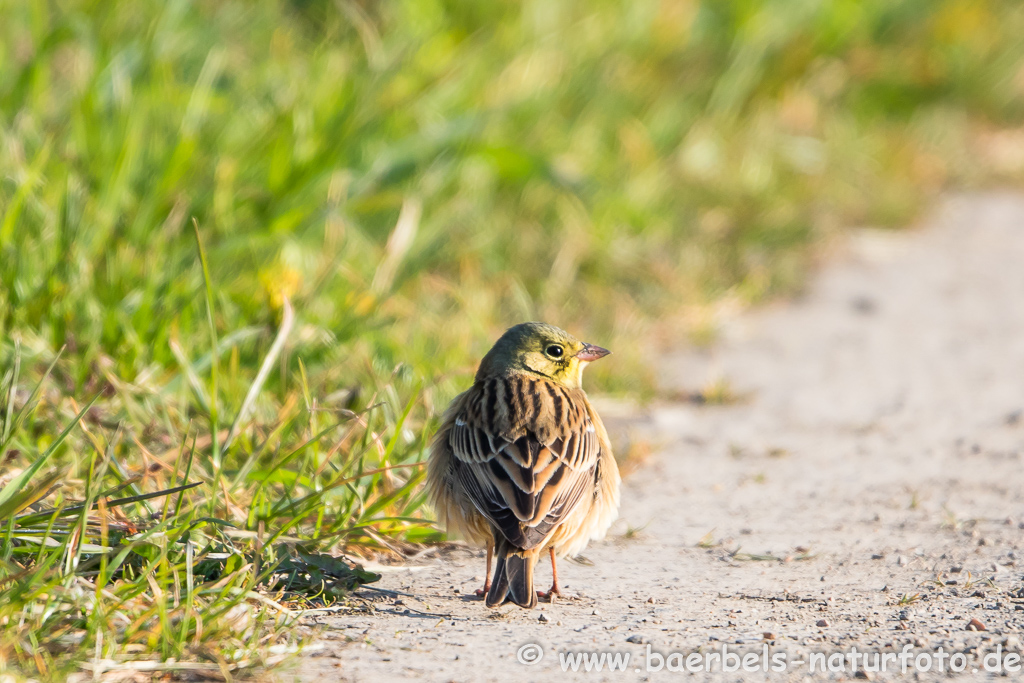 Ortolan