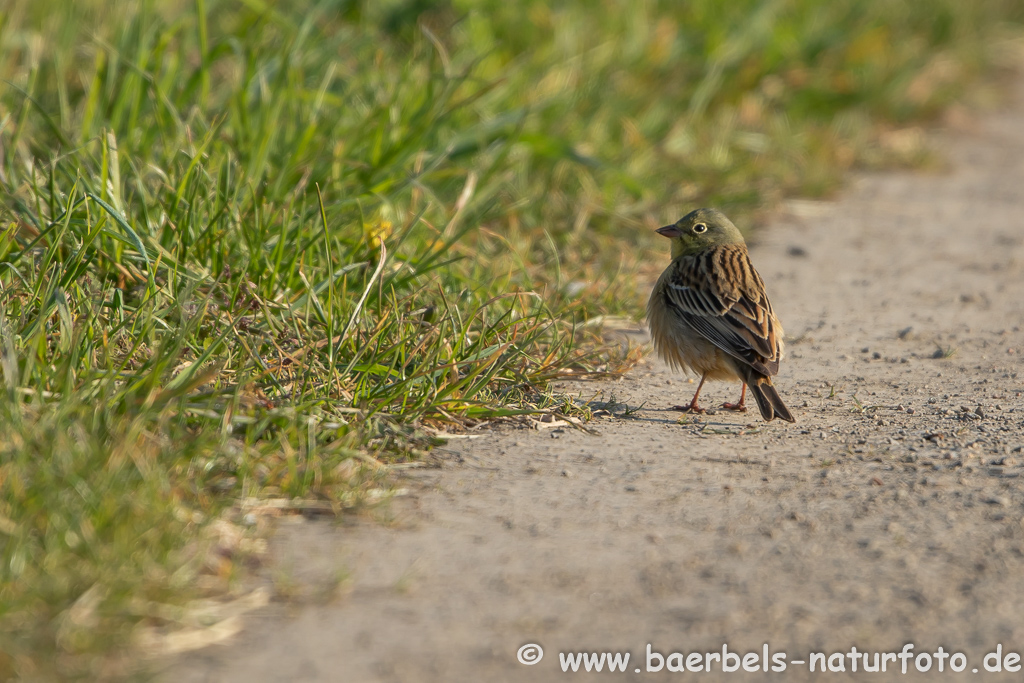 Ortolan