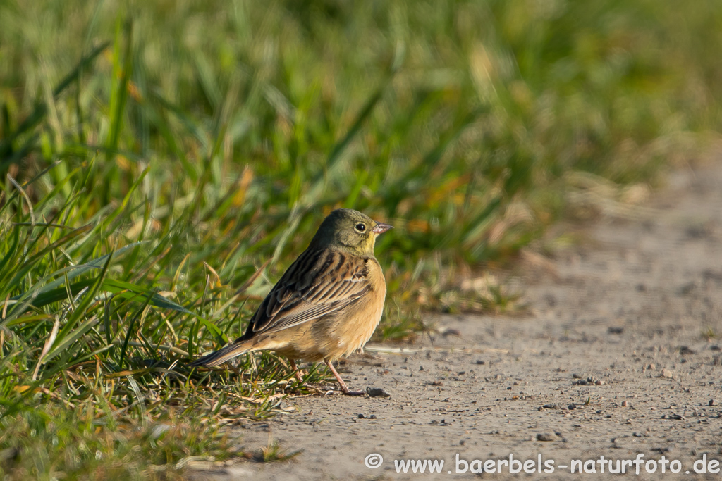 Ortolan