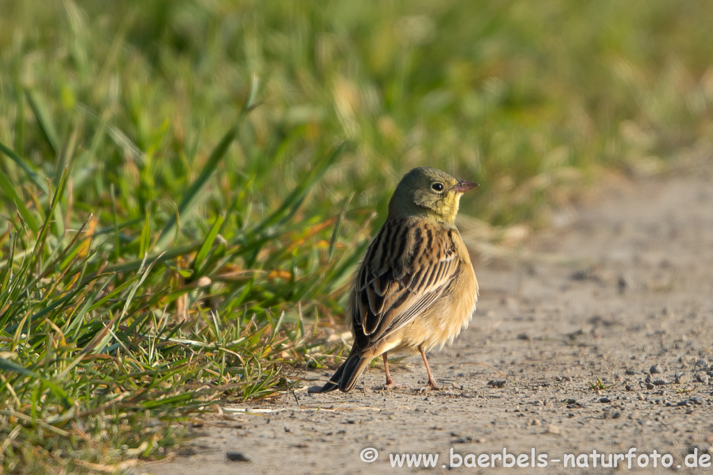 Ortolan